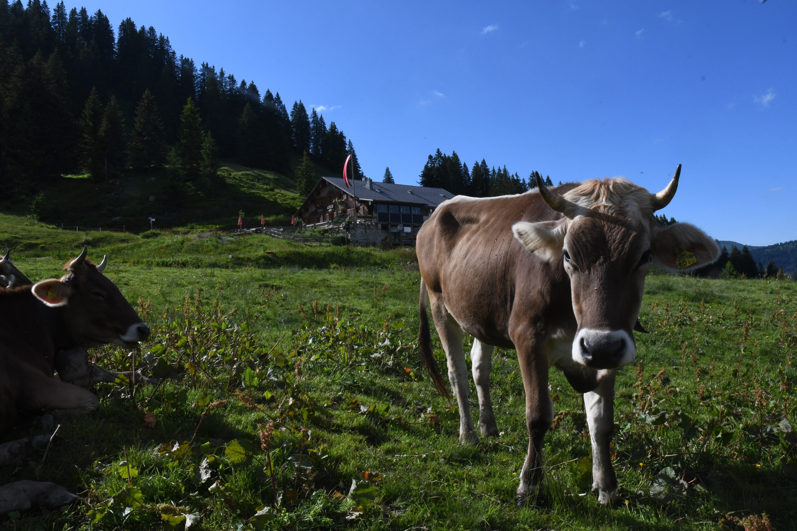 Vorarlberger Braunvieh, die Gesellen im Sommer